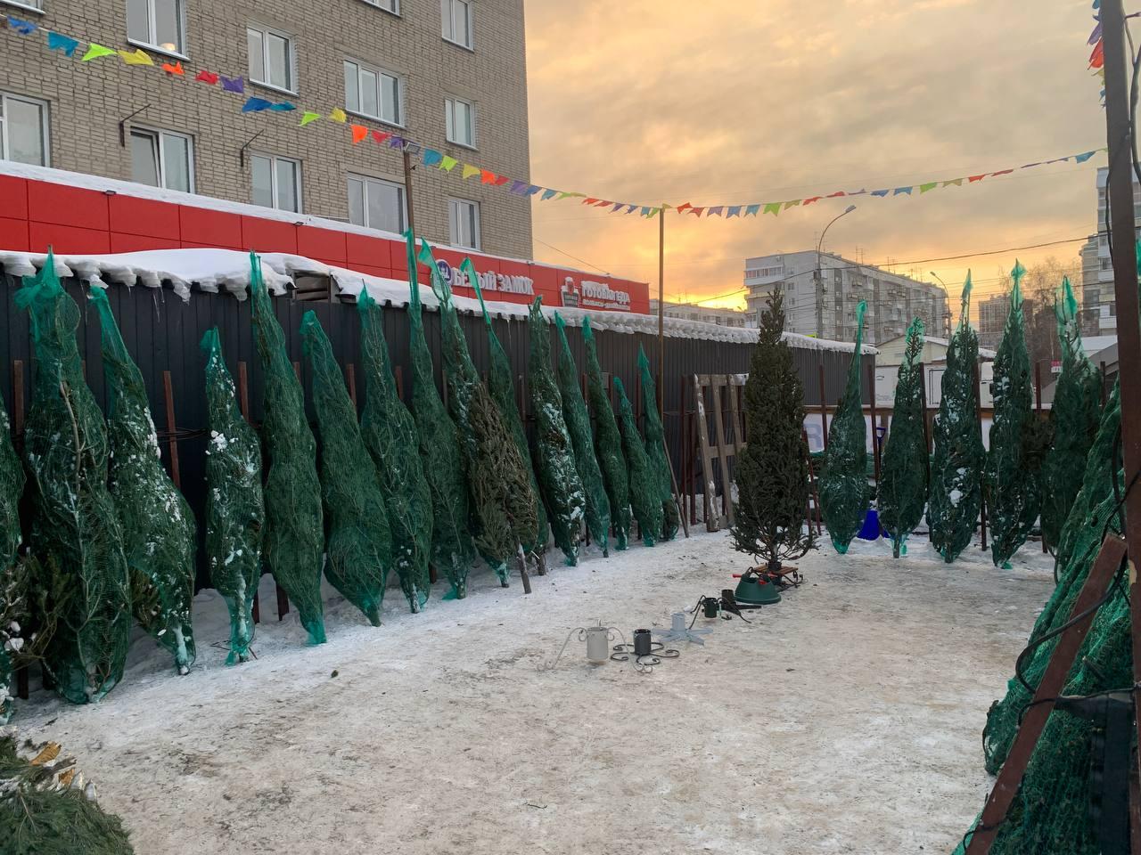 Фото Журналист сравнил цены на елочных базарах Новосибирска 15